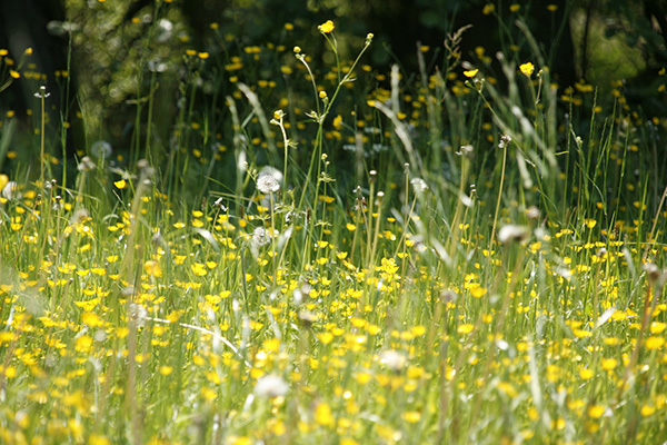 Dr. Hamling on Seasonal Allergies